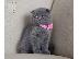 PoulaTo: Το εντυπωσιακό Scottish Fold Tica Kitten Ready